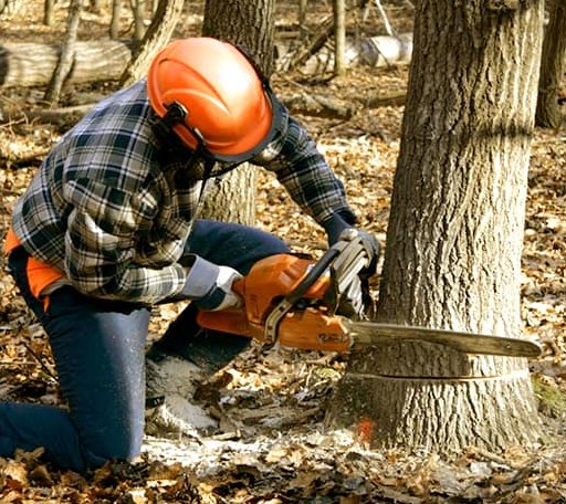 Tree Removal in Lake Mills, IA